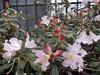 Rhododendron Jasminiflorum Hook subsp Jasminiflorum (fam. Ericacees) (Malaisie) (Photo F. Mrugala, Lyon, Parc de la tete d'or) (2)
